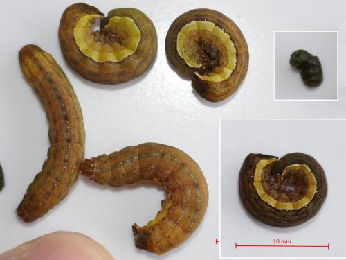 Ochropleura leucogaster